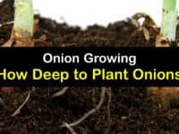 How Deep to Plant Onions titleimg1