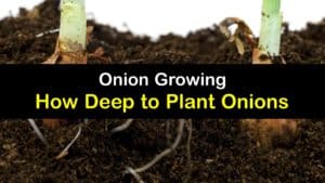 How Deep to Plant Onions titleimg1
