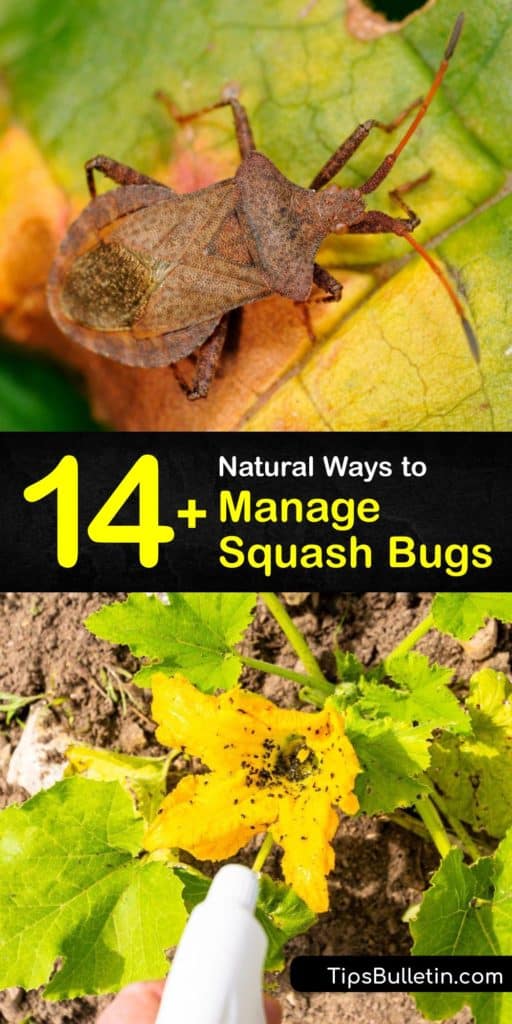 Create homemade all-natural insecticides using neem oil to control a population of adult squash bugs in your garden. Avoid Anasa tristis and squash bug damage by learning how to effectively and safely manage pests feeding on your squash and plant leaf. #squash #bugs #pest #control