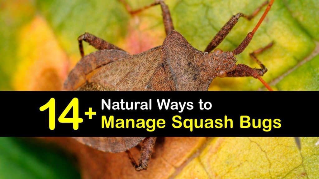 How to Control Squash Bugs titleimg1