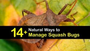 How to Control Squash Bugs titleimg1