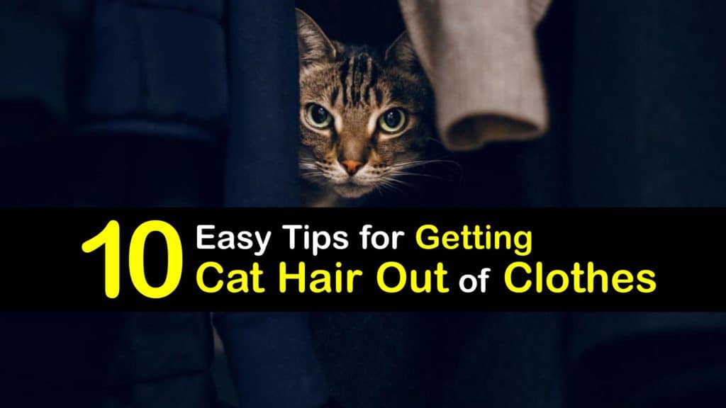 How to Get Cat Hair Out of Clothes titleimg1