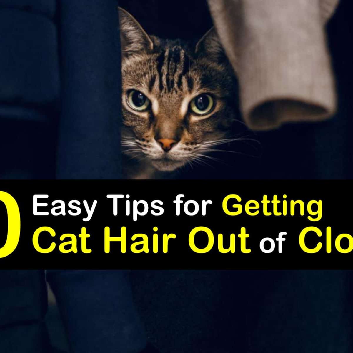Get Rid of Cat Hair on Clothes - Guide to Removing Cat Fur from Clothing