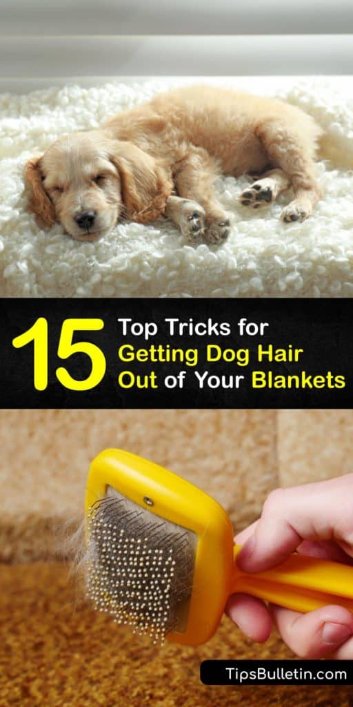 Learn ways to clean loose hair and clumps of pet fur out of blankets. Dog and cat hair are easy to remove using a rubber glove, fabric softener dryer sheet, lint roller, and other common household tools, and most blankets are safe to clean in a washing machine. #remove #dog #hair #blankets