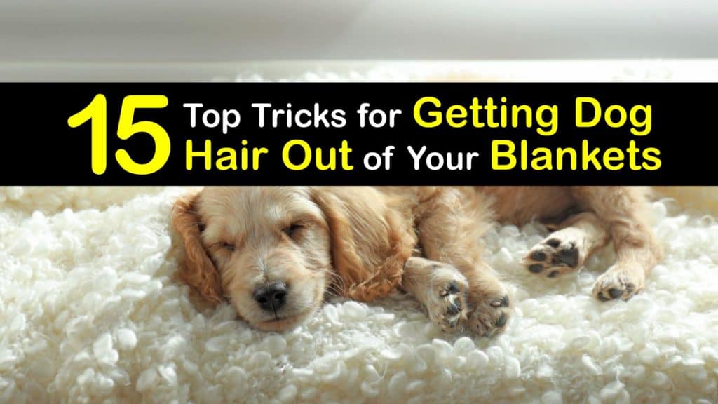 How to Get Dog Hair Out of Blankets titleimg1