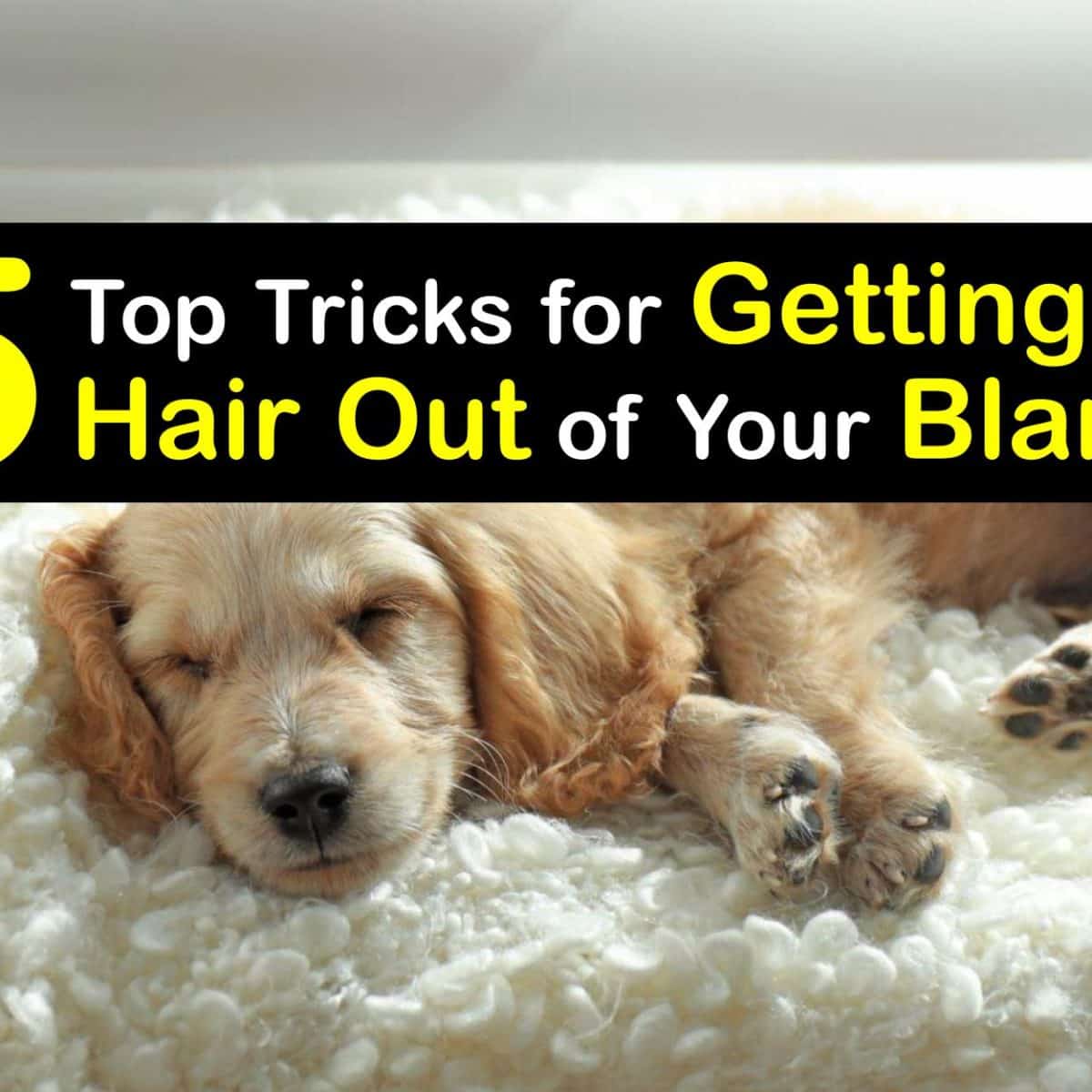 Why Do Dogs Eat Their Blankets