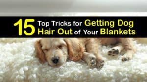 How to Get Dog Hair Out of Blankets titleimg1