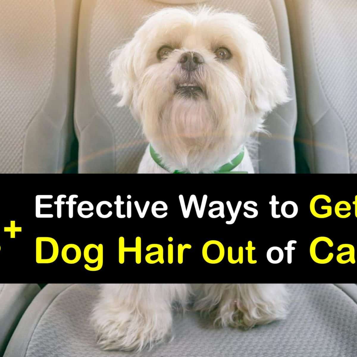 How to Get Dog Hair Out of Car Seats