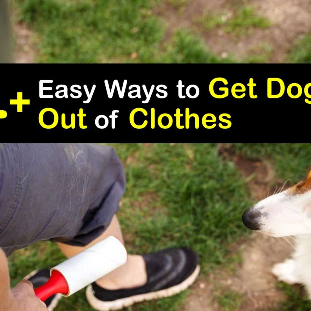 Eliminate Dog Fur from Clothing - Tricks for Removing Dog Hair in Clothes