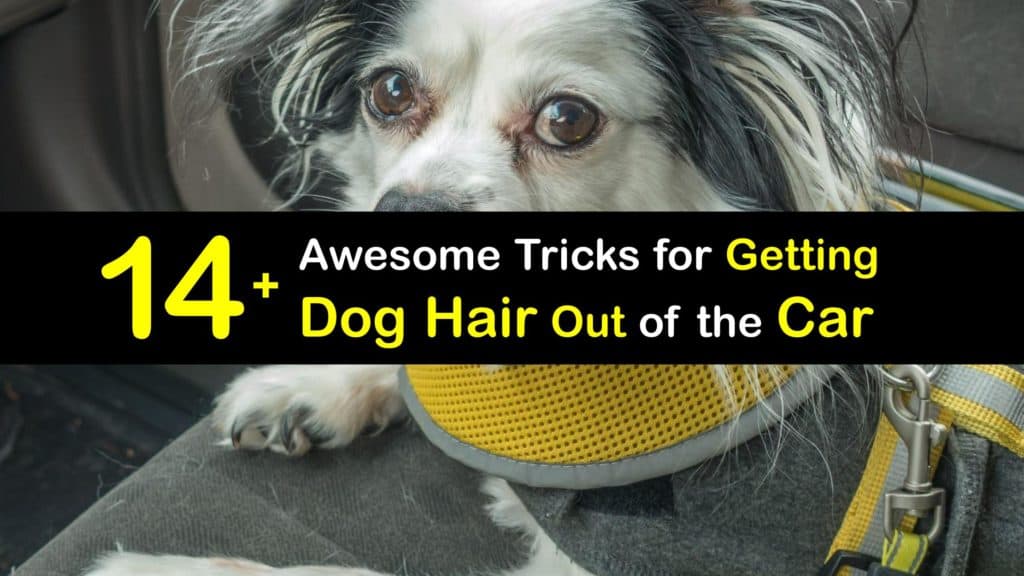 How to Get Dog Hair Out of the Car