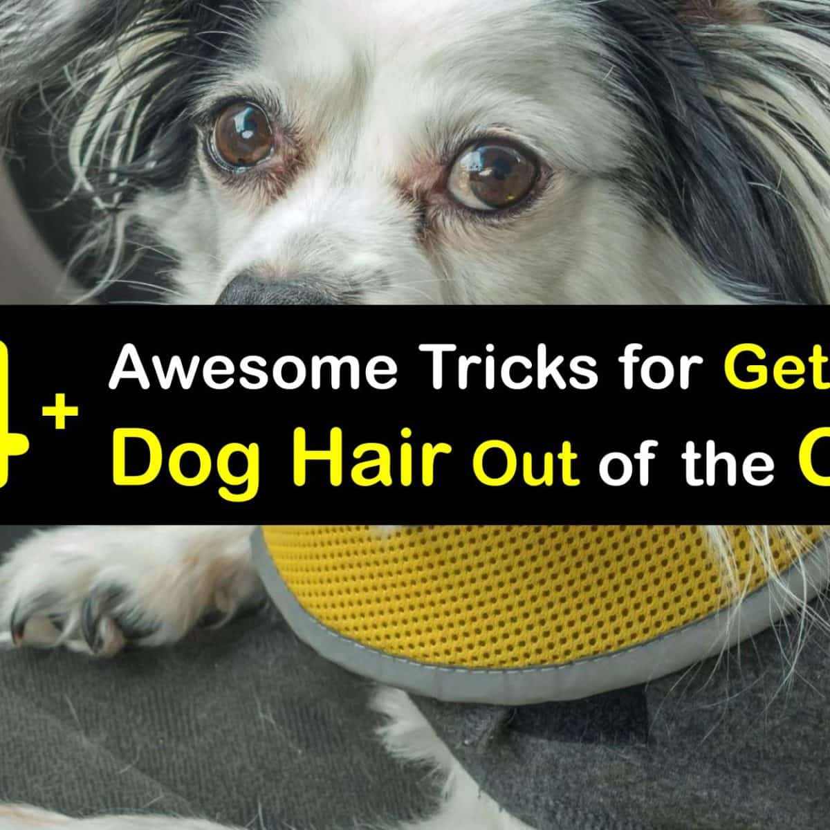 Eliminating Dog Hair in the Car - Tips for Removing Dog Fur from Cars