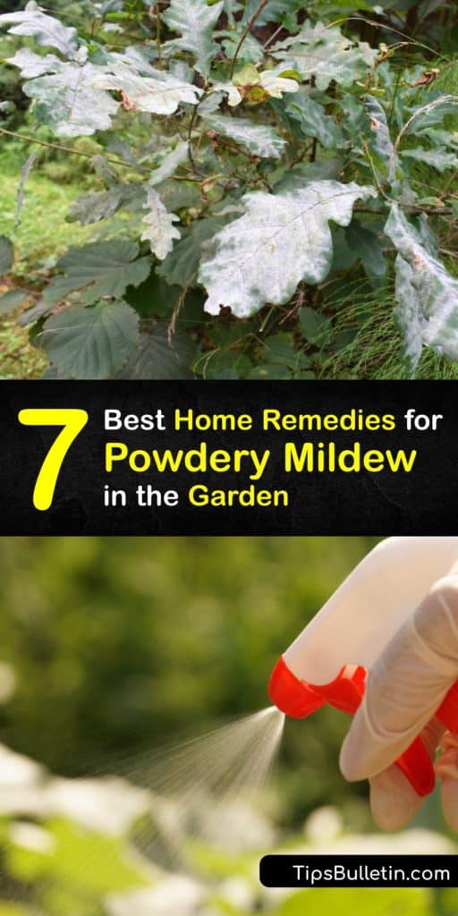 Fight powdery mildew fungi spores and cure your powdery mildew infection. Learn how to use neem oil, potassium bicarbonate, baking soda, vinegar, and other household items to treat the infected leaf on your plant quickly and easily. #getridof #powdery #mildew #garden #plants