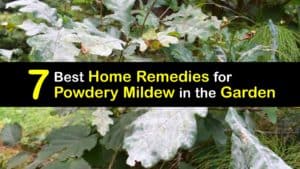 How to Get Rid of Powdery Mildew on Garden Plants titleimg1
