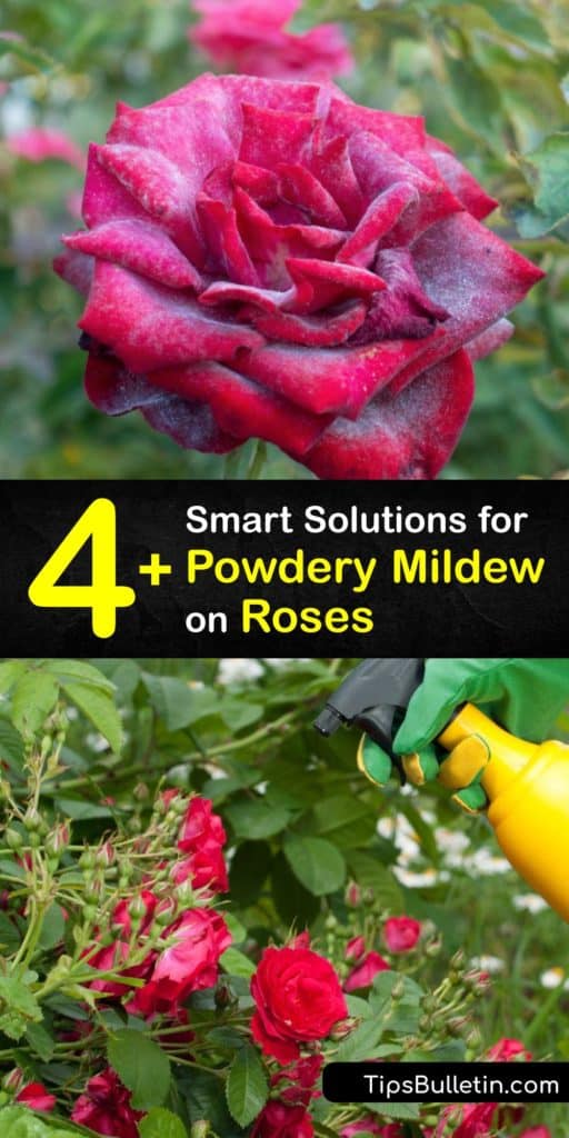 Learn how to treat and prevent powdery mildew fungi or downy mildew in your rose garden and save your plant. Rose powdery mildew is easy to eliminate by treating the infected leaf or stems with potassium bicarbonate, Neem oil, or baking soda. #howto #getridof #powdery #mildew