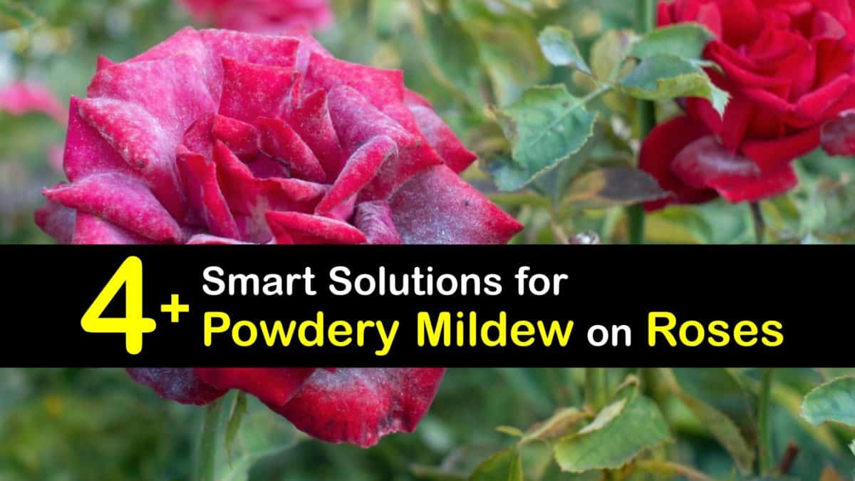 Powdery Mildew on Roses Remove White Spots on Rose Bushes
