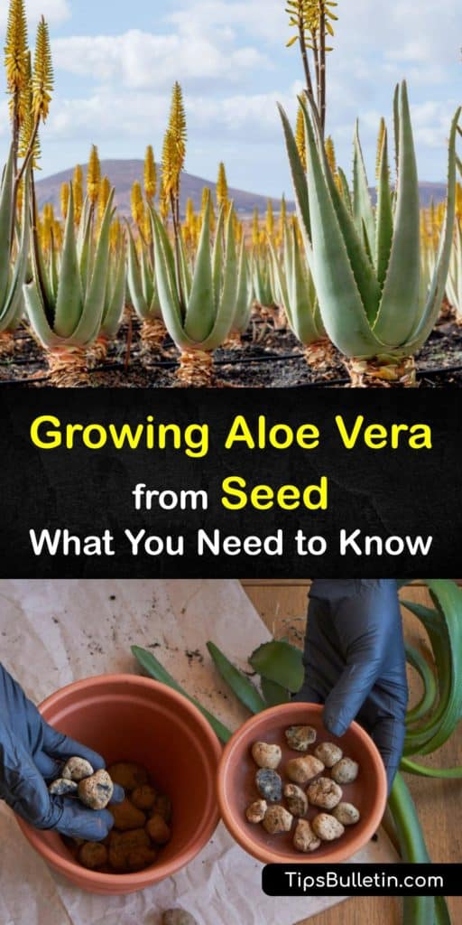 Grow some of the most beautiful houseplants from young aloe vera seeds until they turn into stunning mature plants. This guide gives you tips on propagation, germination, how to repot, and a DIY soil mixture of coarse sand and perlite made exclusively for succulent plants. #growing #aloevera #seeds