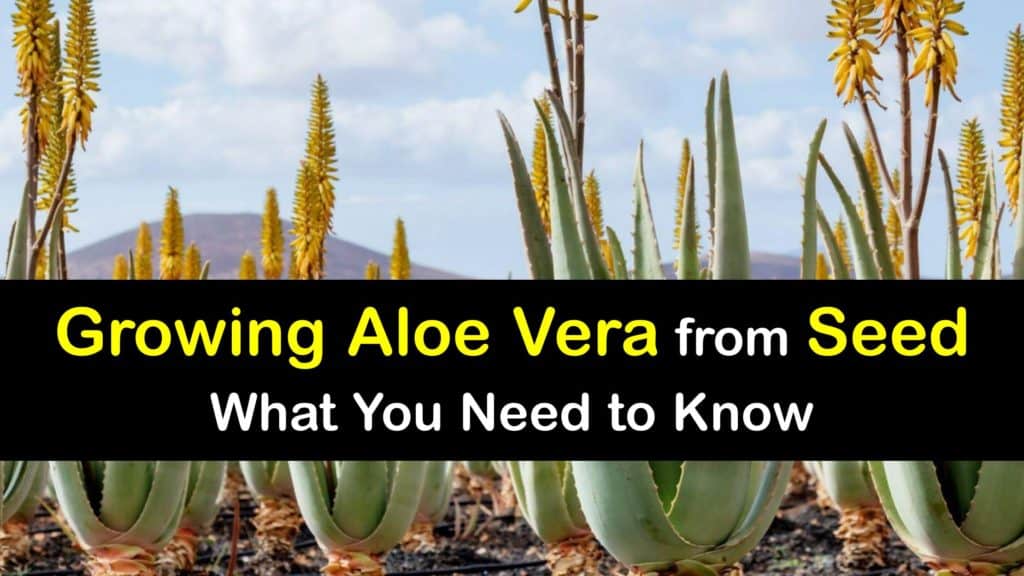 How to Grow Aloe Vera from Seed