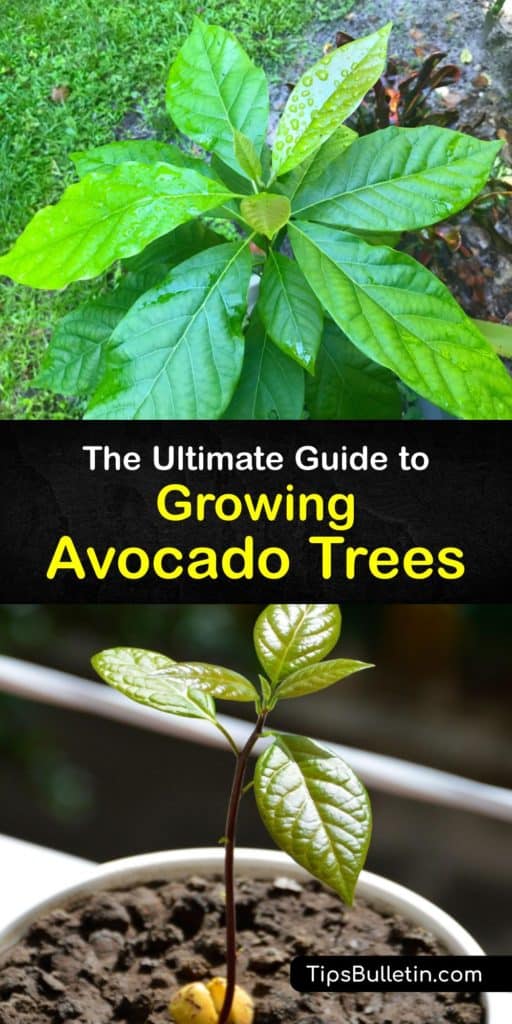 Discover how to use your avocado pit, some potting soil, and direct sunlight to grow a houseplant that will eventually bear fruit for tasty guacamole. Avoid overwatering and learn other tips to grow a tree and produce fruit from your avocado seed. #grow #avocado #tree