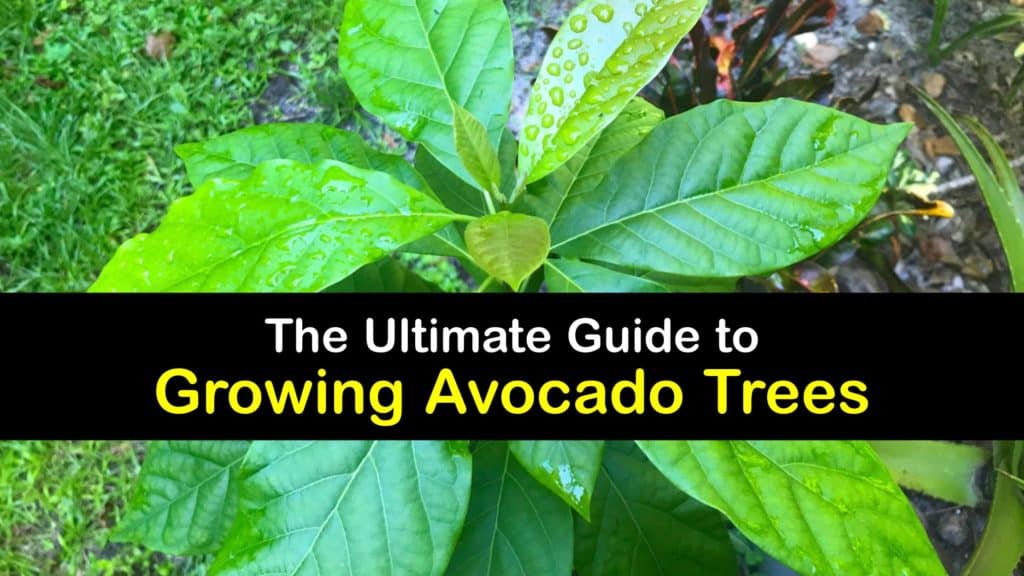 How to Grow an Avocado Tree titleimg1