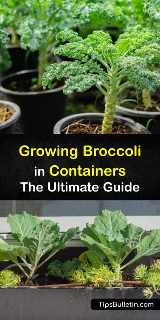 Discover how to grow broccoli in containers and harvest organic florets at the end of the season. Broccoli (Brassica oleracea) is a cool weather veggie and a great choice for container gardening, as long as you provide it with sunshine and proper care. #howto #growing #broccoli #container