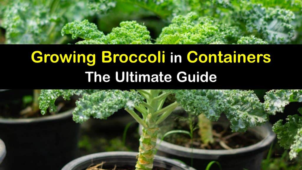 How to Grow Broccoli in a Container titleimg1
