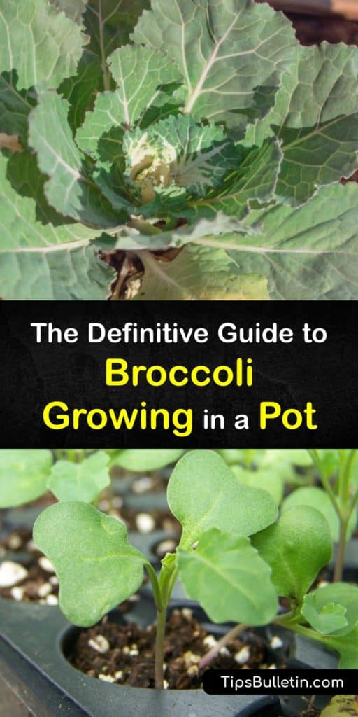 Save room in your outdoor beds and start container gardening with broccoli heads. Growing broccoli in containers is the best way to keep an eye on your florets, tend to the main head, and stop pests like cabbage worms, aphids, and cabbage loopers from eating your crop. #growing #broccoli #pots