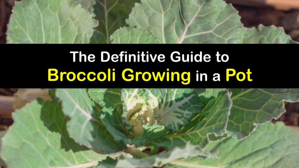 How to Grow Broccoli in a Pot