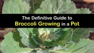How to Grow Broccoli in a Pot titleimg1