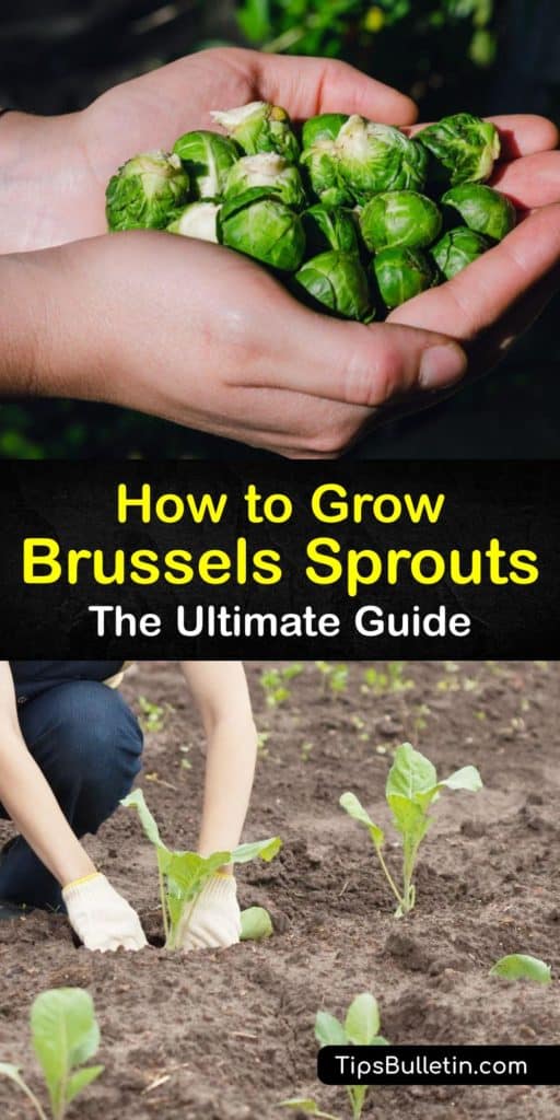 Follow our complete walkthrough on how to grow Brussel sprouts, including how to avoid clubroot. Learn how to handle cabbage worms and other common pests for Brassica oleracea, as well as the importance of your sprouts growing in cool weather. #brussels #sprouts #gardening #growing