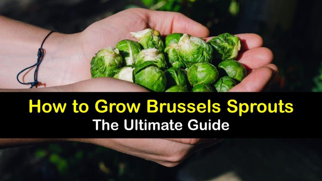 How to Grow Brussels Sprouts titleimg1
