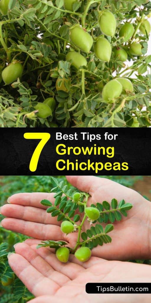 Chickpeas are easy to grow at home and delicious in hummus or paired with snap beans in a salad. These legumes work well for indoor germination and transplanting with proper spacing in aged compost with mulch after the last frost in your area. #grow #chickpeas