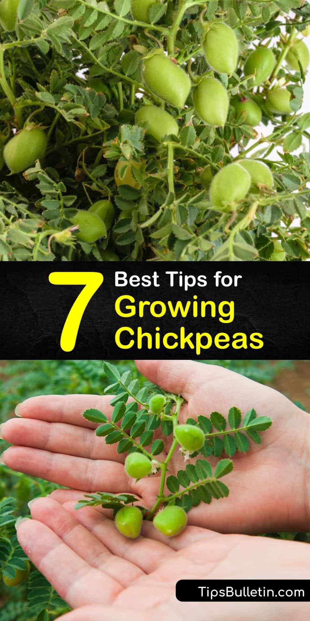 Chickpea Plant Care Smart Ways of Growing Chickpea Plants
