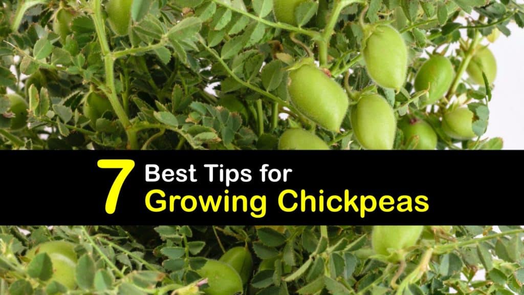 How to Grow Chickpeas titleimg1