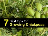 How to Grow Chickpeas titleimg1