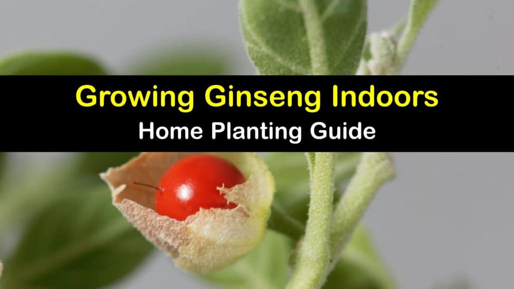 How to Grow Ginseng Indoors titleimg1