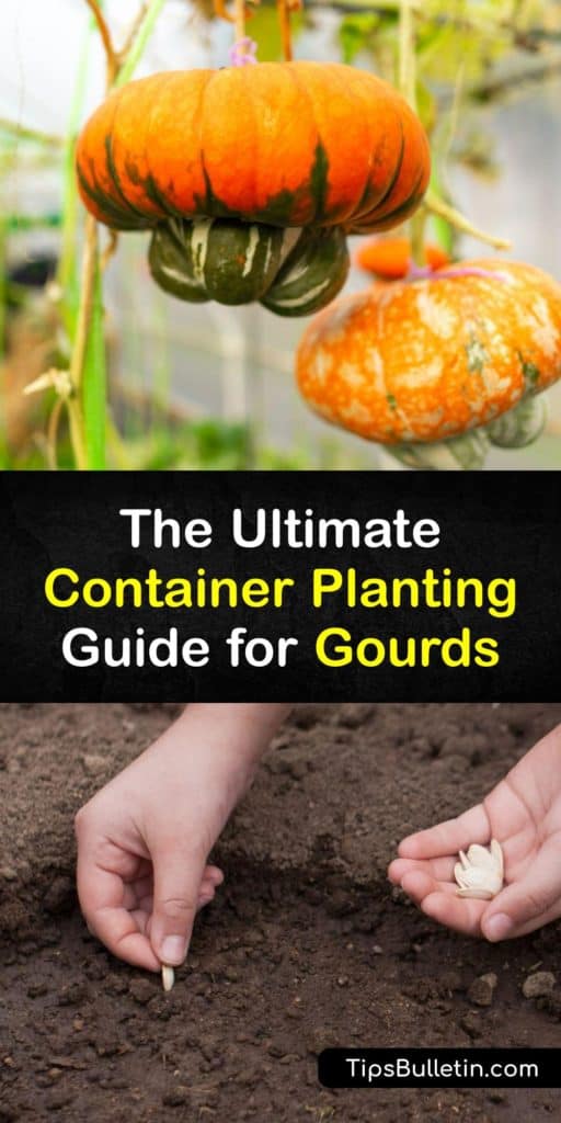 Learn how to grow gourd plants in a container in your garden or patio and use birdhouse gourds to create fun projects at the end of the growing season. Plant a luffa or bottle gourd in a pot with a trellis since this plant is a climber and give it lots of TLC. #growing #gourds #container