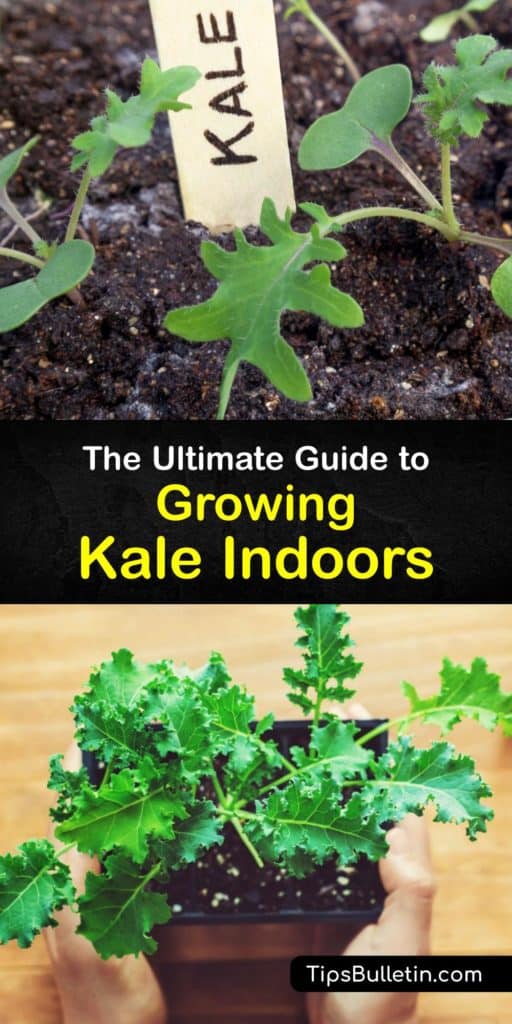 Join the grow-kale-indoors movement and enjoy microgreens and delicious veggies anytime. Keep your potting soil moist, use a sunny windowsill or grow lights and harvest delicious Lacinato or baby kale without worrying about frost or aphids. #grow #kale #indoors