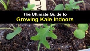 How to Grow Kale Indoors titleimg1
