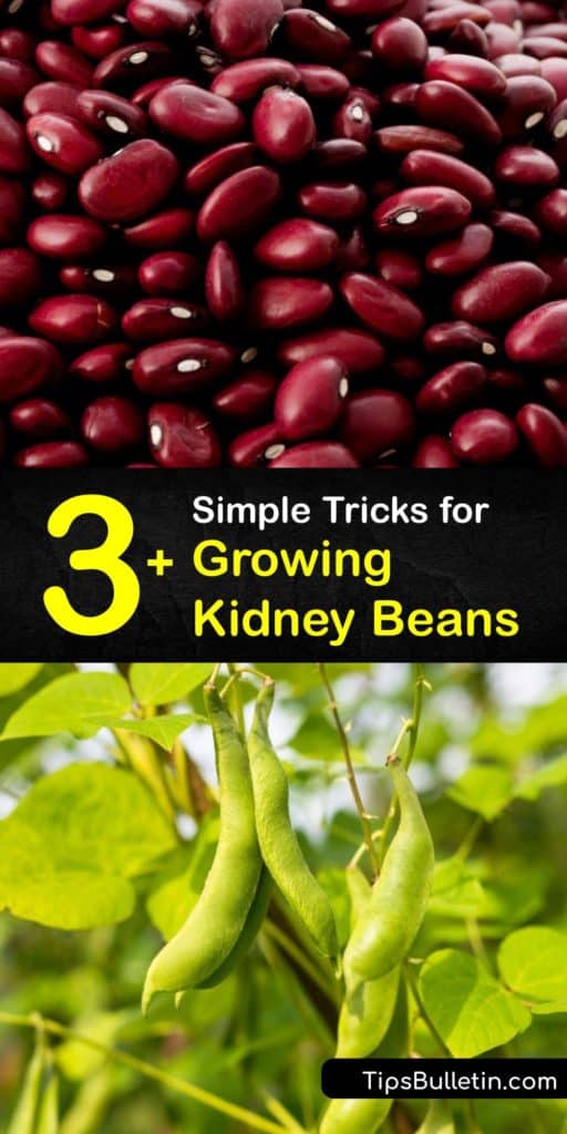 Learn about different bean varieties and how to plant kidney bean seeds in full sun to help germination. Our guide has all you need to know about growing kidney beans and dealing with pests like aphids from planting to harvesting. #kidney #beans #growing