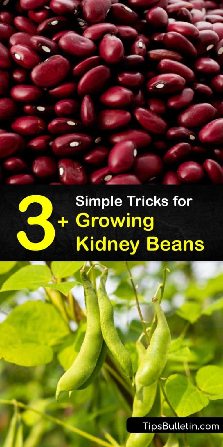 Kidney Bean Planting Fast Guide to Growing Kidney Bean Plants