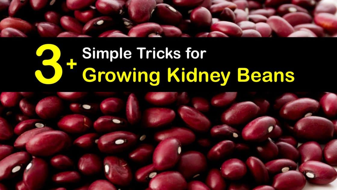 Kidney Bean Planting Fast Guide to Growing Kidney Bean Plants