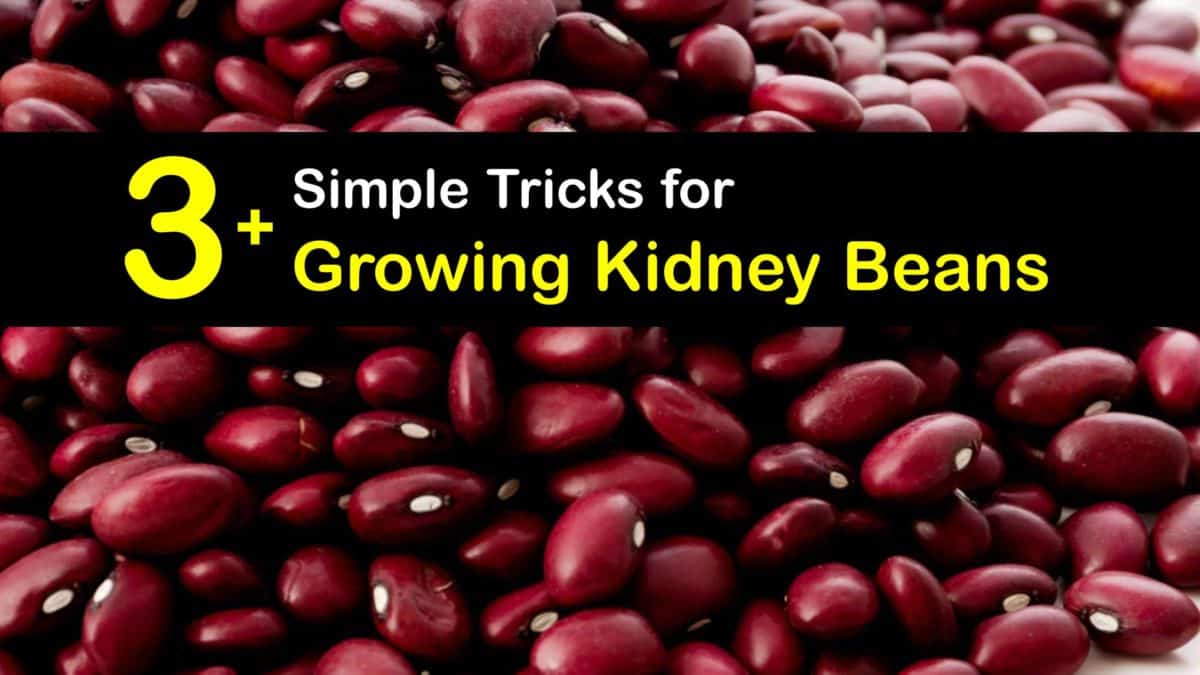 Kidney Bean Planting Fast Guide to Growing Kidney Bean Plants