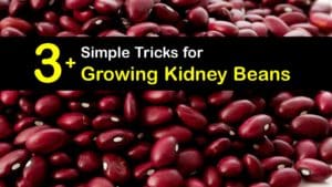 How to Grow Kidney Beans titleimg1