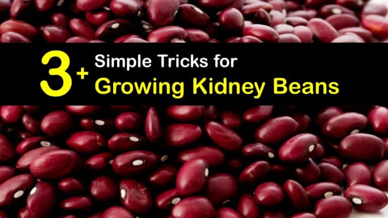 kidney-bean-planting-fast-guide-to-growing-kidney-bean-plants