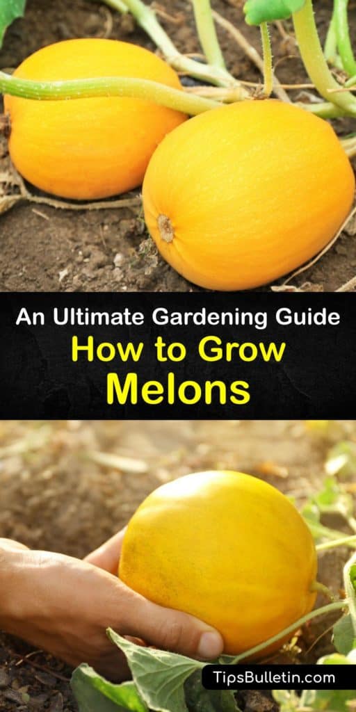 Discover how to grow all types of melons, from muskmelons to honeydew melons, and enjoy fruits with the perfect ripeness at the end of the growing season. Growing melons is easy as long as you provide your plants with a trellis and pollinate the female flowers. #growing #melons