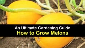 How to Grow Melons titleimg1