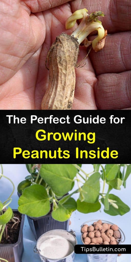 Surprise yourself when you learn to grow your own Valencia, Virginia, or Spanish groundnut with this guide on how to grow peanuts. Use our helpful tips to encourage germination and watch your seedlings sprout into mature plants. #growing #peanuts #indoors