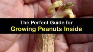 How to Grow Peanuts Indoors titleimg1