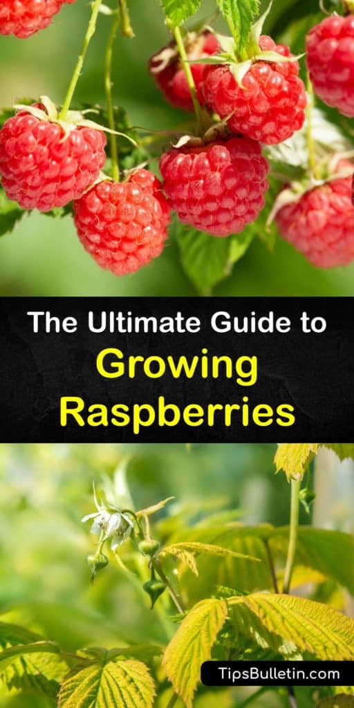 Learn the difference between summer-bearing and everbearing raspberries and how to grow delicious fruits from bare-root plants. Discover tips on pruning new canes to make raspberries ripen successfully every year. #growing #raspberry #bushes #gardening