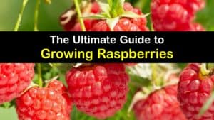 How to Grow Raspberries titleimg1